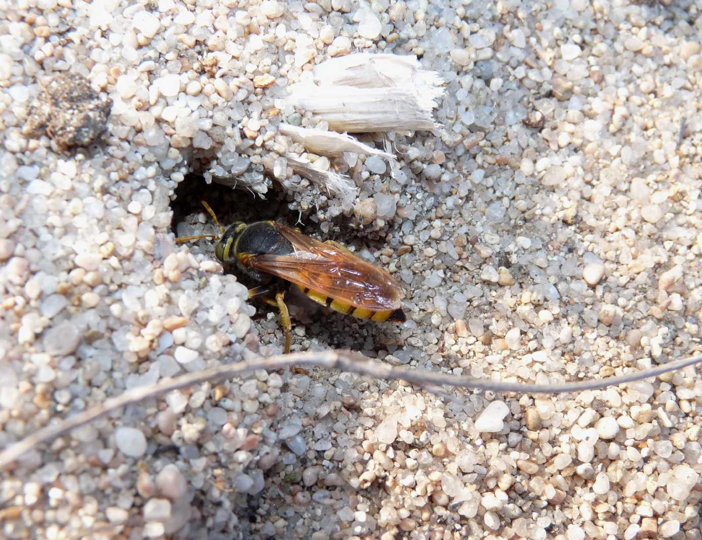 Stizus fasciatus M. e F (Crabronidae)